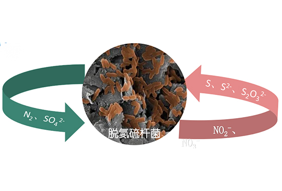 ADF Autotrophic Denitrification for Ultimate Nitrogen Removal Process
